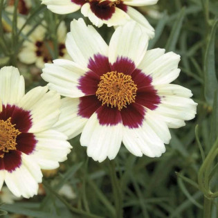 Snowberry Coreopsis Nachyłek
