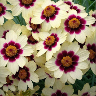 Snowberry Coreopsis Nachyłek 2