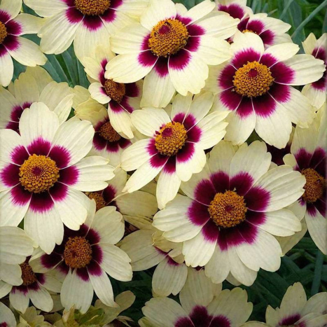 Nachyłek Snowberry Coreopsis