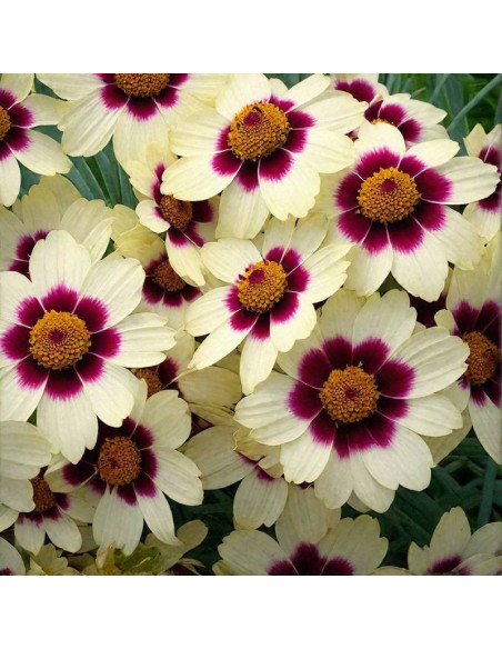Nachyłek Snowberry Coreopsis
