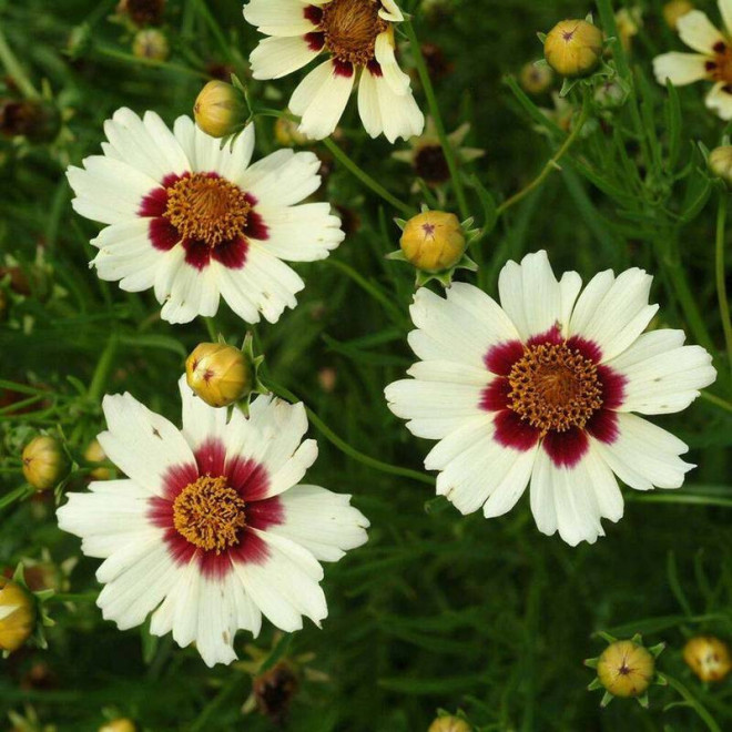 Nachyłek Coreopsis Snowberry