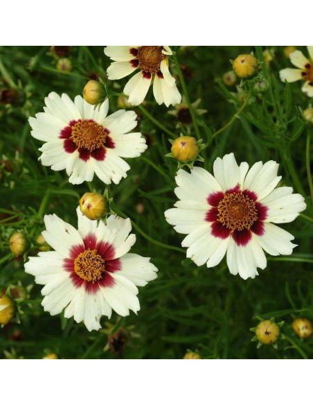 Nachyłek Coreopsis Snowberry