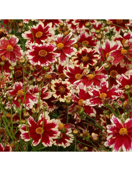 Nachyłek Ruby Frost Coreopsis