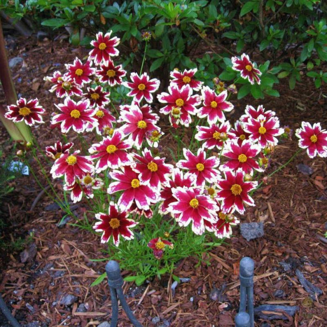 Frost Coreopsis Nachyłek Ruby