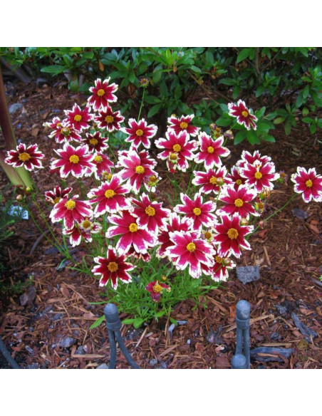 Frost Coreopsis Nachyłek Ruby