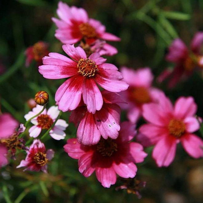 Heaven's Gate Coreopsis rosea Nachyłek różowy