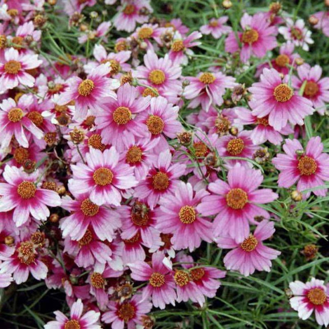 Nachyłek różowy Heaven's Gate Coreopsis rosea