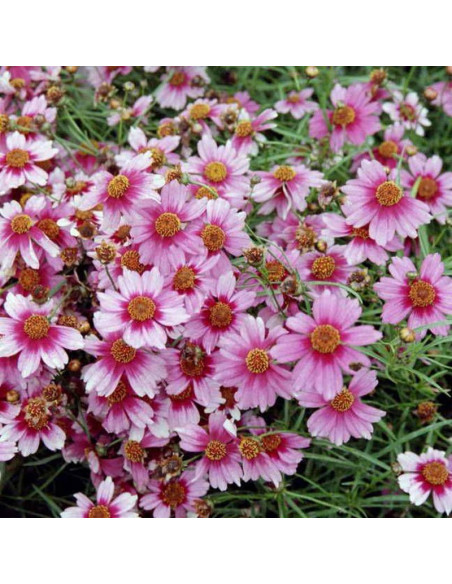 Nachyłek różowy Heaven's Gate Coreopsis rosea