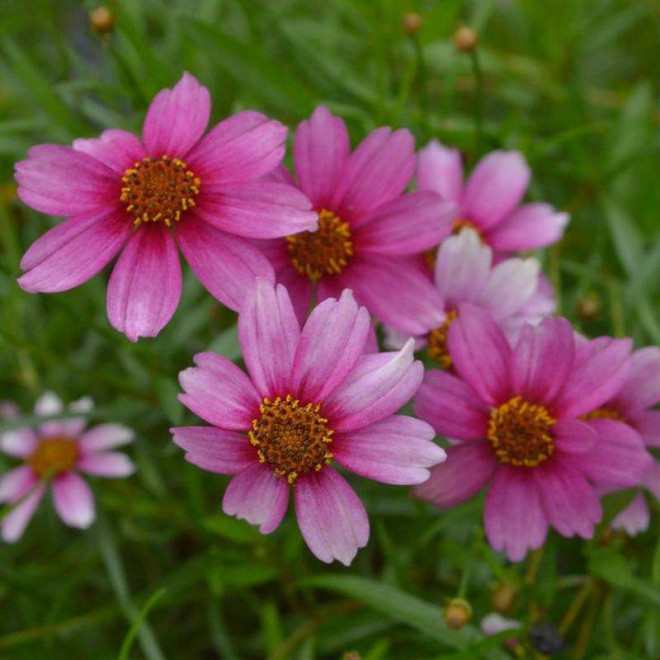 Nachyłek różowy Coreopsis rosea Heaven's Gate
