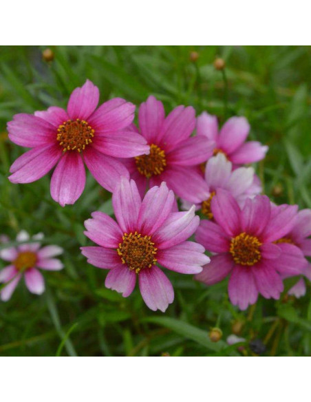 Nachyłek różowy Coreopsis rosea Heaven's Gate