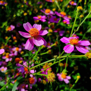 American Dream Coreopsis rosea Nachyłek różowy