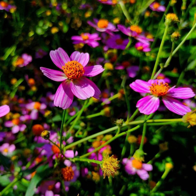 American Dream Coreopsis rosea Nachyłek różowy