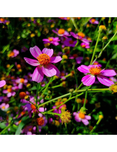American Dream Coreopsis rosea Nachyłek różowy
