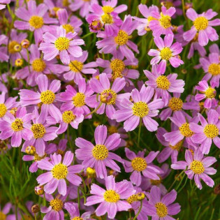 American Dream Coreopsis rosea Nachyłek różowy 2