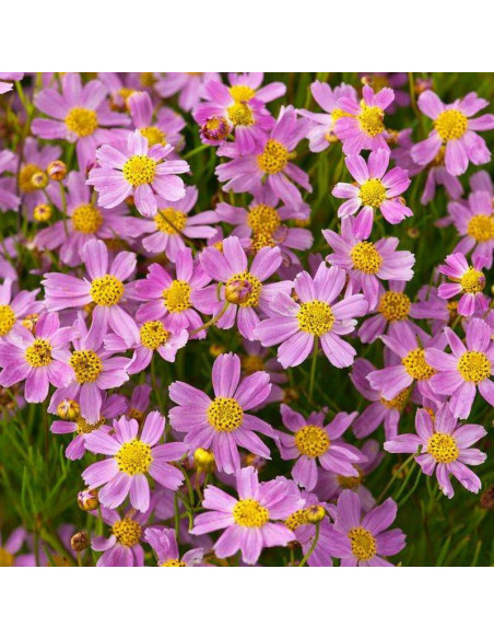Nachyłek różowy American Dream Coreopsis rosea