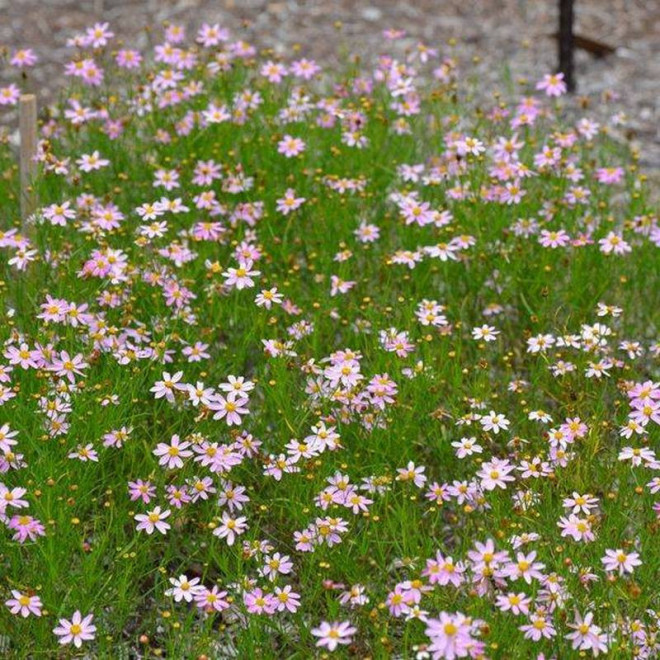 Nachyłek różowy Coreopsis rosea American Dream