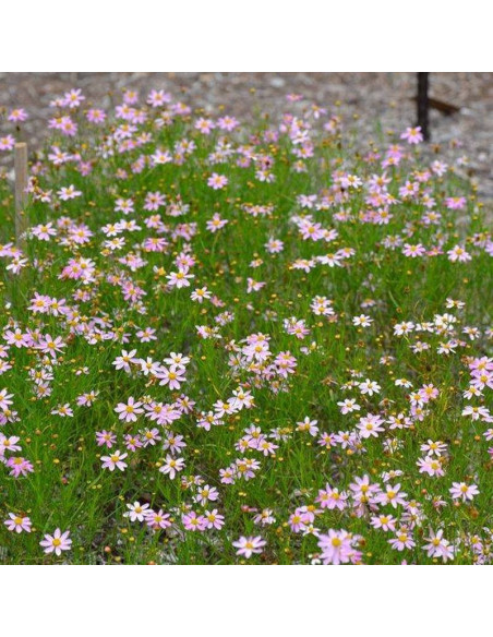 Nachyłek różowy Coreopsis rosea American Dream