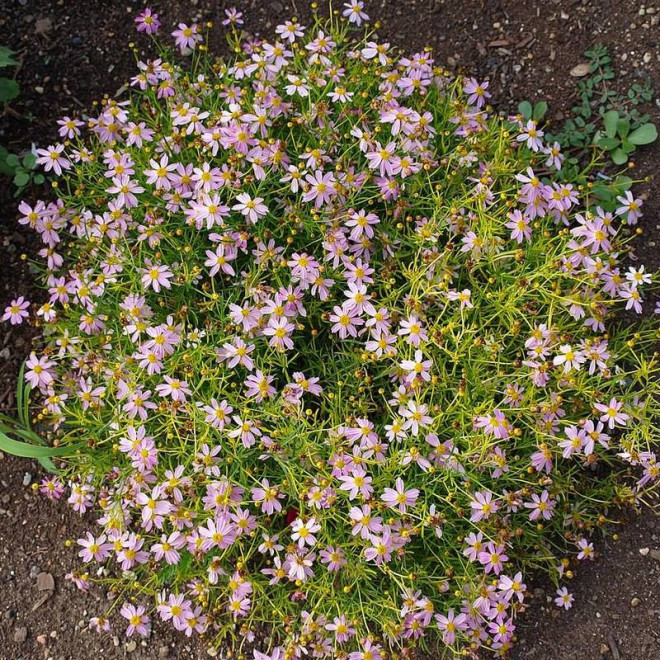 Coreopsis rosea Nachyłek różowy