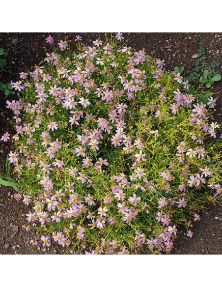 Coreopsis rosea Nachyłek różowy
