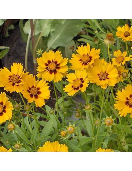 Nachyłek lancetowaty Sterntaler Coreopsis lanceolata