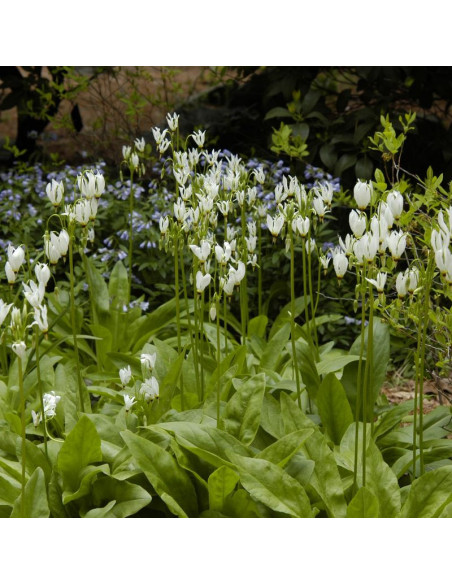 Bożykwiat Meada Ali Dodecatheon media