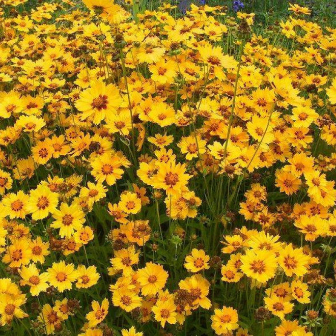 Sterntaler Coreopsis lanceolata Nachyłek lancetowaty