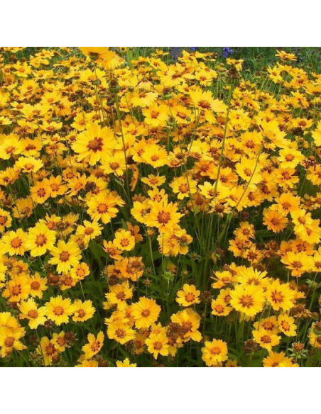 Sterntaler Coreopsis lanceolata Nachyłek lancetowaty