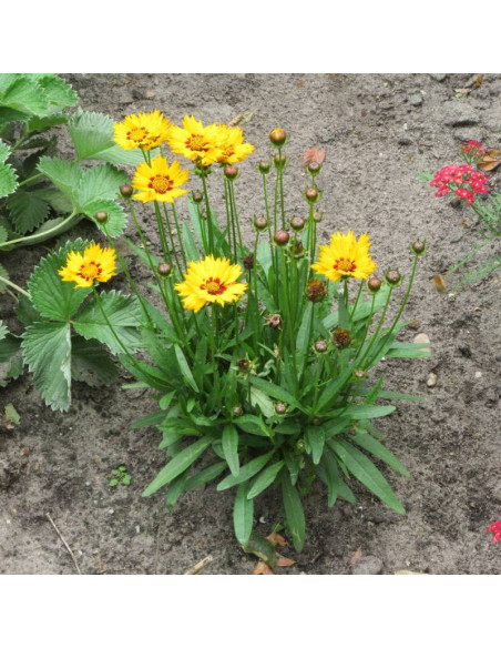 Nachyłek lancetowaty Coreopsis lanceolata Sterntaler
