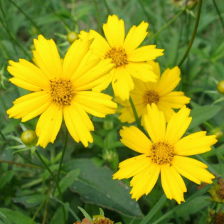 Nachyłek lancetowaty Coreopsis lanceolata