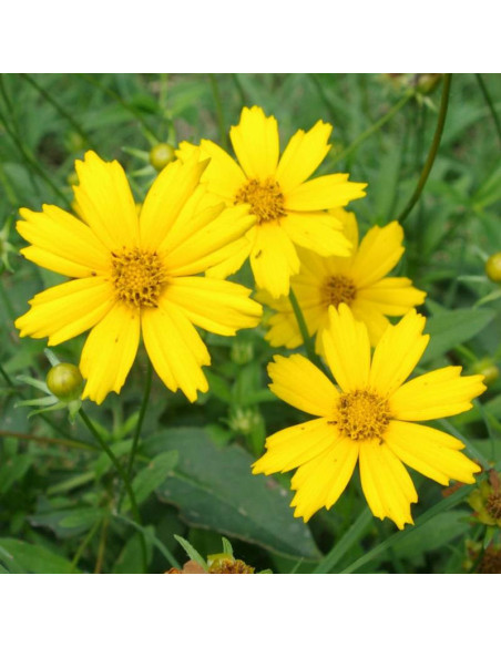 Nachyłek lancetowaty Coreopsis lanceolata