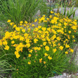 Nachyłek lancetowaty Coreopsis lanceolata 2