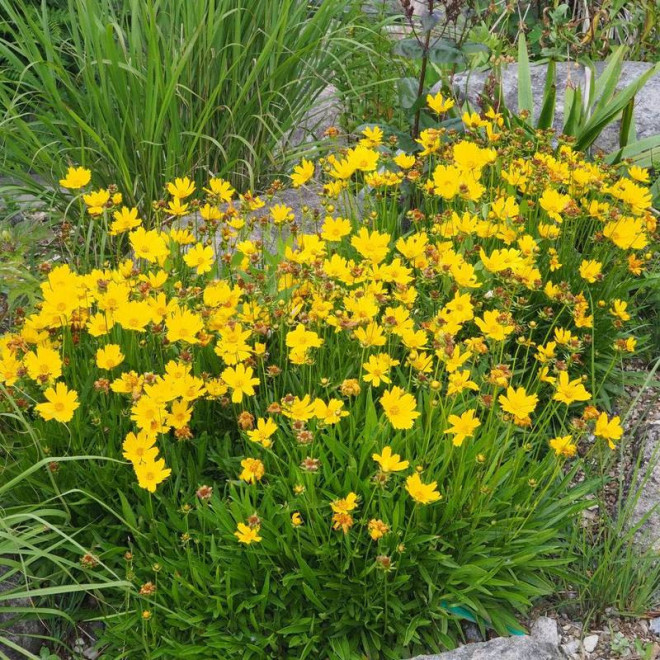 Coreopsis lanceolata Nachyłek lancetowaty