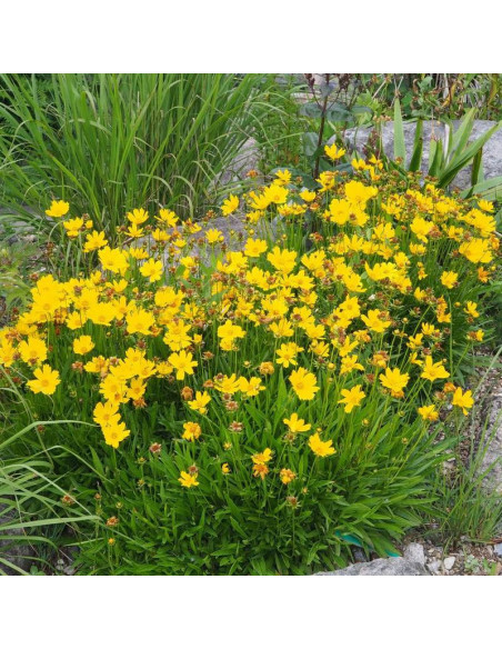 Coreopsis lanceolata Nachyłek lancetowaty