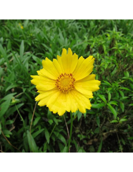Nachyłek Coreopsis lanceolata lancetowaty