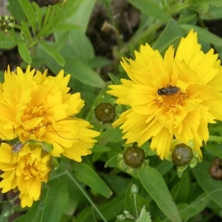 Sunray Coreopsis grandiflora Nachyłek wielkokwiatowy