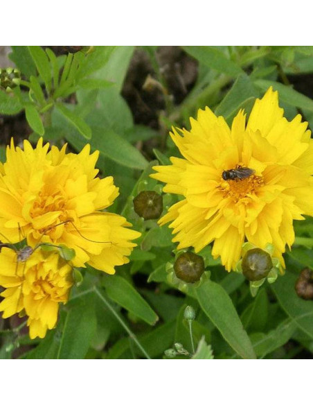 Sunray Coreopsis grandiflora Nachyłek wielkokwiatowy
