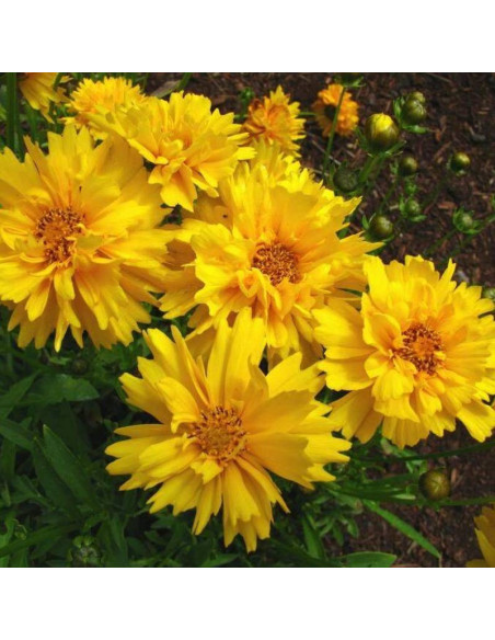 Nachyłek wielkokwiatowy Sunray Coreopsis grandiflora