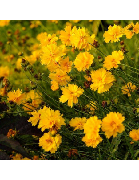 Nachyłek wielkokwiatowy Coreopsis grandiflora Sunray