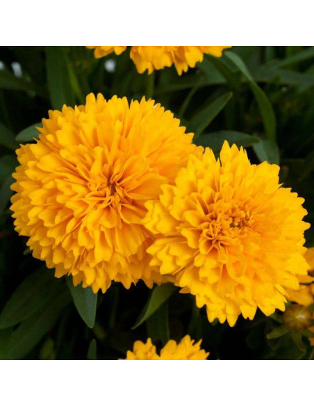 Nachyłek wielkokwiatowy SOLANNA GOLDEN SPHERE Dcoreo16 Coreopsis grandiflora