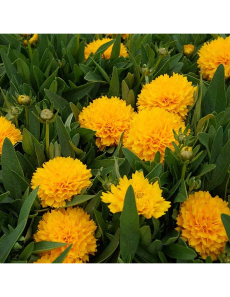 SOLANNA GOLDEN SPHERE Dcoreo16 Coreopsis grandiflora Nachyłek wielkokwiatowy
