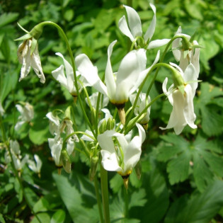 Bożykwiat Meada Ali Dodecatheon media 2