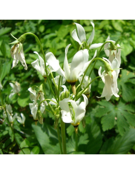 Dodecatheon media Bożykwiat Meada Ali
