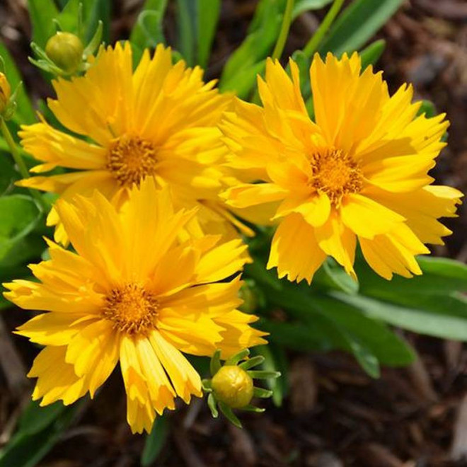 Nachyłek wielkokwiatowy Solanna Golden Crown Coreopsis grandiflora