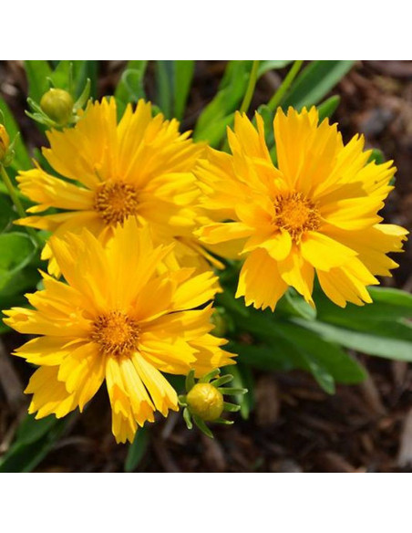Nachyłek wielkokwiatowy Solanna Golden Crown Coreopsis grandiflora