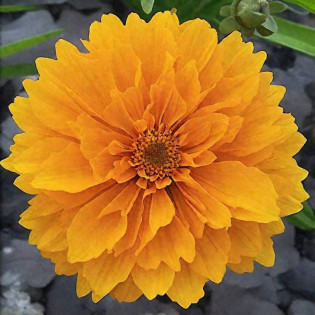 Nachyłek wielkokwiatowy Solanna Golden Crown Coreopsis grandiflora 2