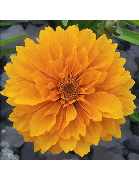 Solanna Golden Crown Coreopsis grandiflora Nachyłek wielkokwiatowy