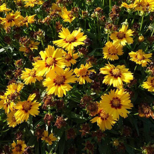 Nachyłek wielkokwiatowy Solanna Bright Touch Coreopsis grandiflora