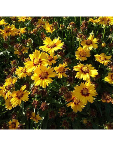 Nachyłek wielkokwiatowy Solanna Bright Touch Coreopsis grandiflora