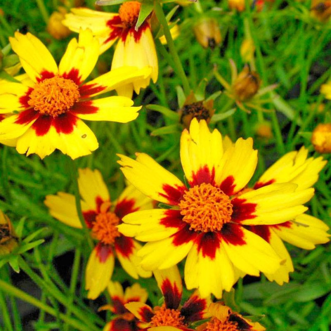 Solanna Bright Touch Coreopsis grandiflora Nachyłek wielkokwiatowy