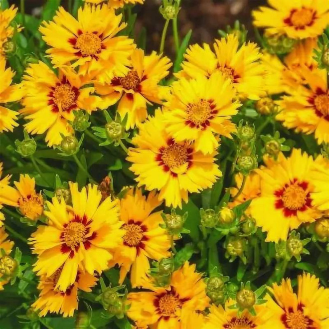 Nachyłek wielkokwiatowy Coreopsis grandiflora Solanna Bright Touch